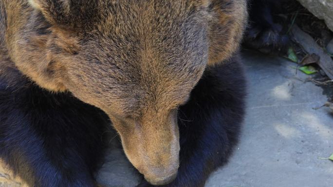 比利牛斯棕熊保护动物搞笑配音素材熊掌