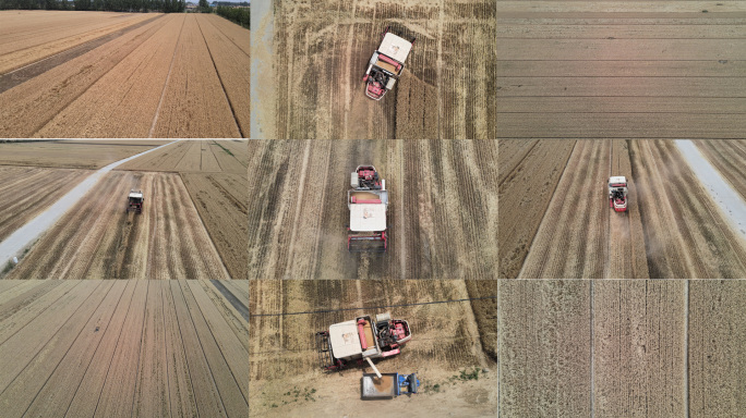 4K航拍麦田大型联合收割机收麦子
