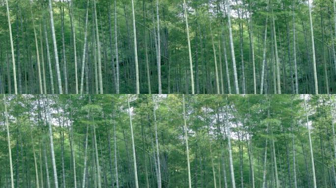 夏季竹林绿色环境优美清幽