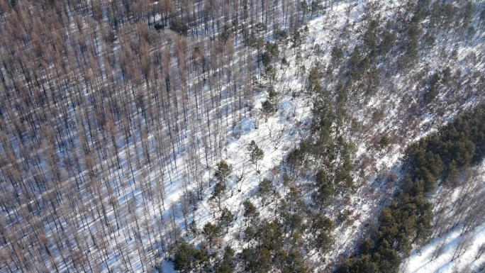 航拍冬季雪地森林