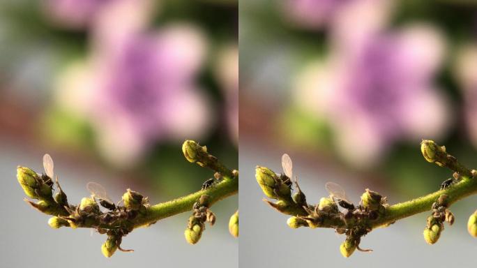 微距摄影 在枝叶上的蚂蚁和蚜虫7