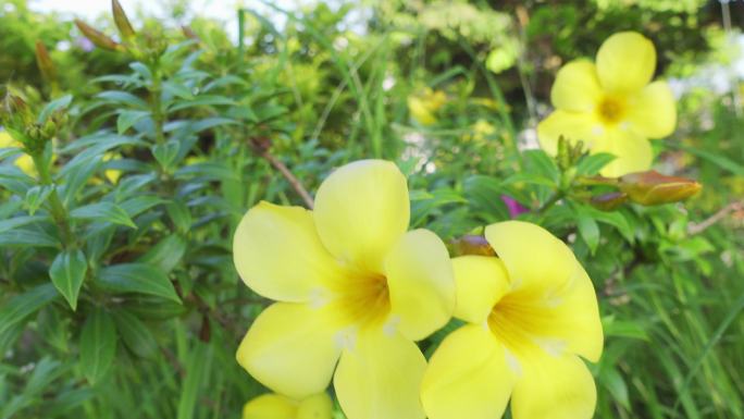 清晨花园里的金角花