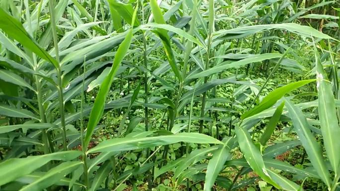 种植食用姜农村种姜种黄肉羌用羌农村风姜