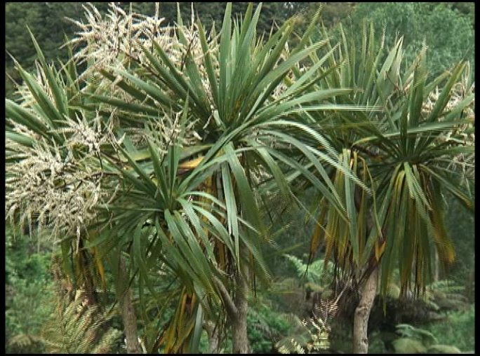 傲视群雄：卷心菜棕榈树、科迪林澳大利亚植物、植物群