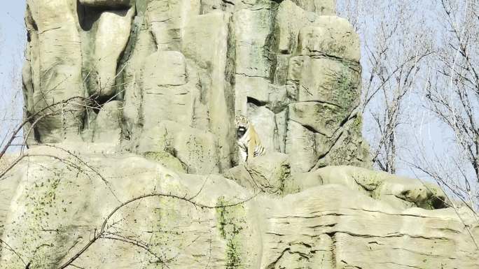 【镜头合集】山上的老虎猛虎野生动物园