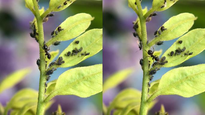 微距摄影 在枝叶上的蚂蚁和蚜虫1