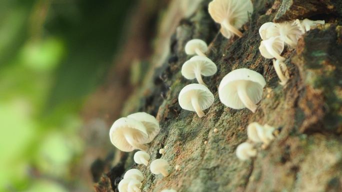 原木上的蘑菇食用菌野蘑菇狗尿苔