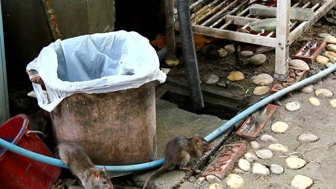 胡扯下水道觅食