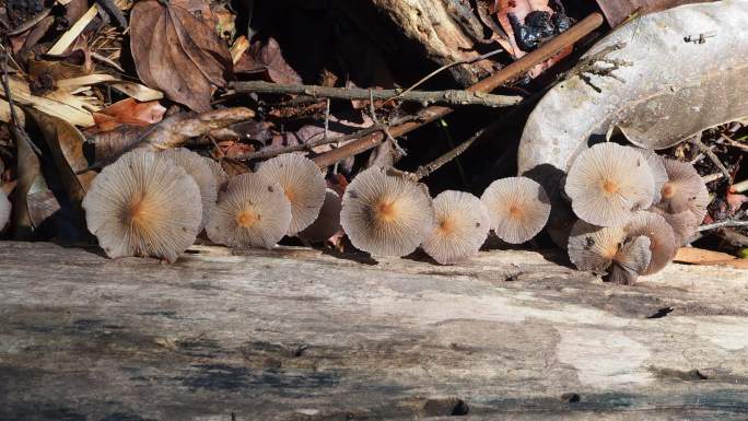 原木上的蘑菇菌野生菌