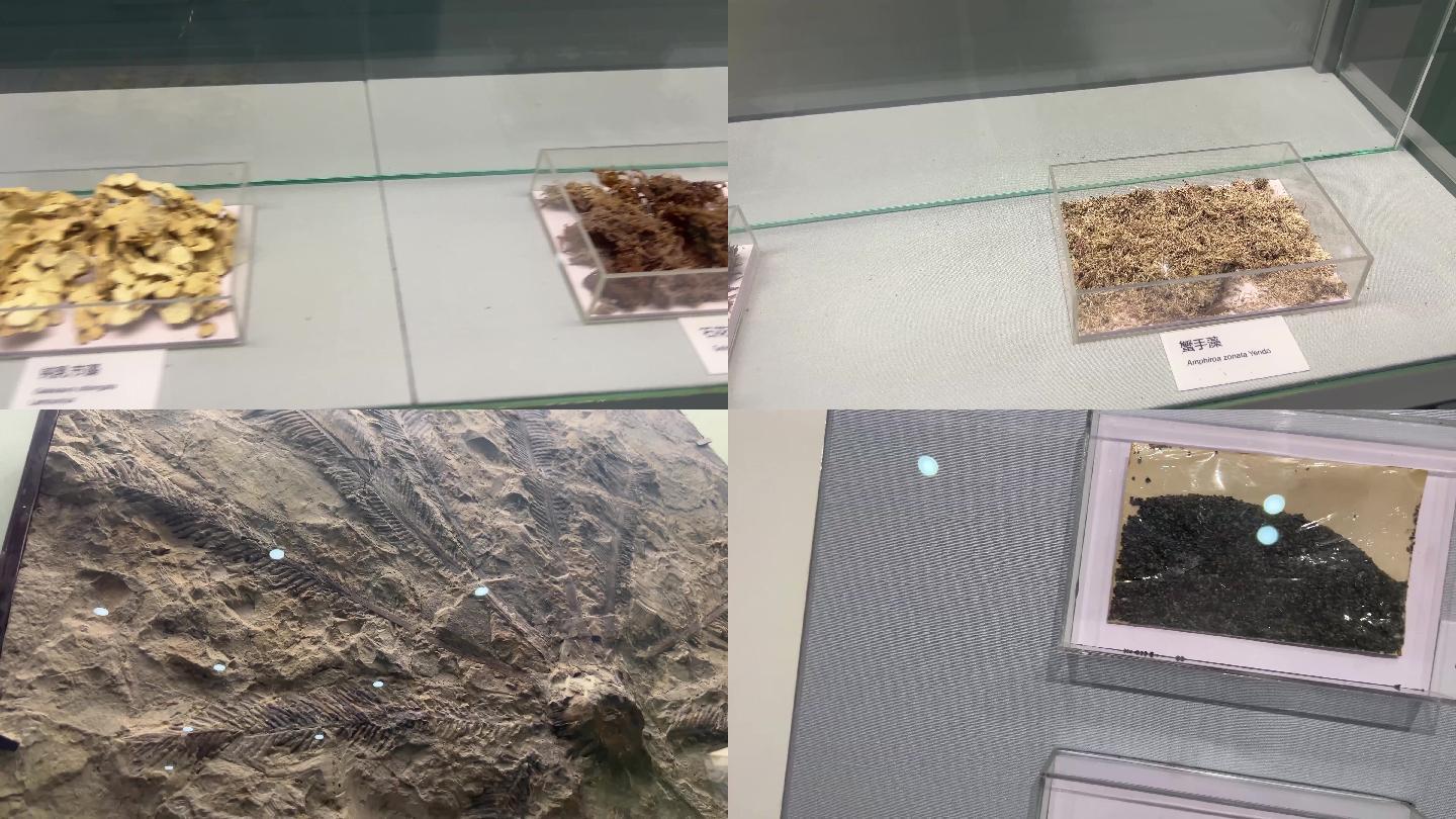 【镜头合集】远古植物标本化石  (2)