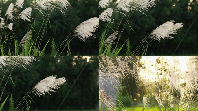 夕阳下的芦苇荡