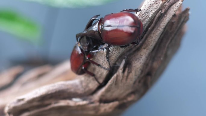 在交配季节，努力失去平衡，并用甲虫的力量进行恐吓，以争夺雌性。