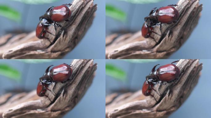 在交配季节，努力失去平衡，并用甲虫的力量进行恐吓，以争夺雌性。