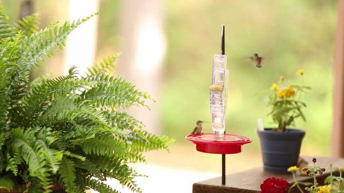 蜂鸟在春天喂食鸟类鸟喝水