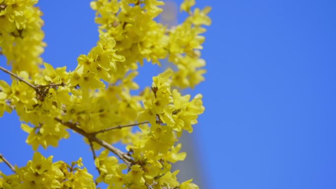 春季连翘连翘黄花