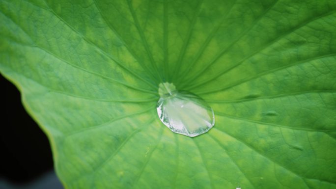 小雨中荷花才露尖尖角