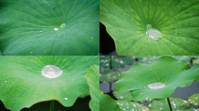 小雨中荷花才露尖尖角