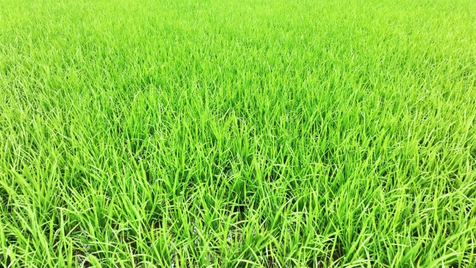 4K绿色稻田航拍