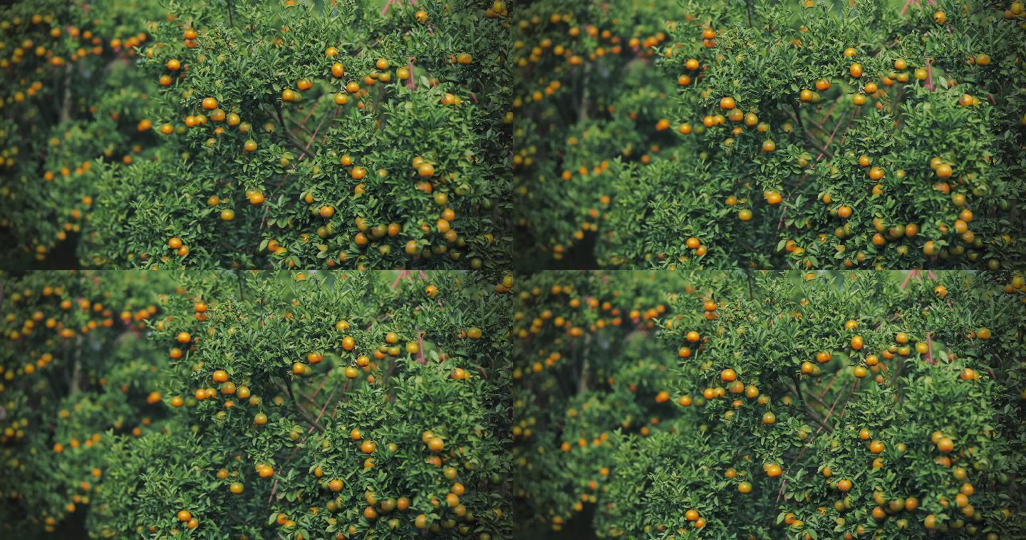橘子树上的鲜橙丰收果农沃柑广柑