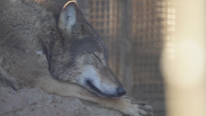 【镜头合集】特写动物园里的野狼狼性
