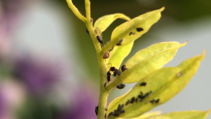 微距摄影 在枝叶上的蚂蚁和蚜虫3