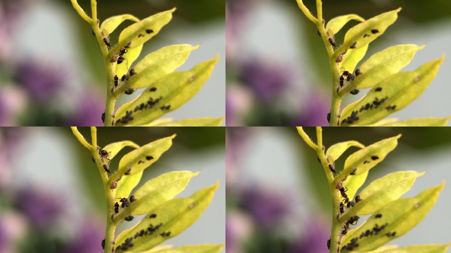 微距摄影 在枝叶上的蚂蚁和蚜虫3