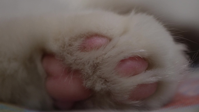 【镜头合集】毛球可爱猫咪猫爪肉垫