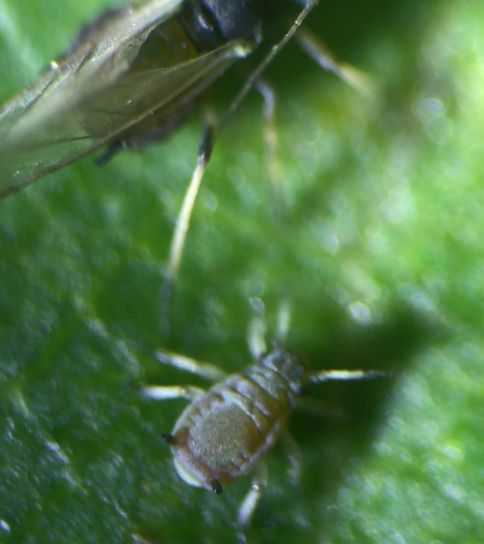 自媒体素材 显微镜下的蚜虫4