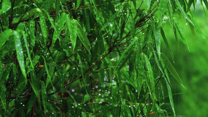 雨天森林 生态竹林下雨