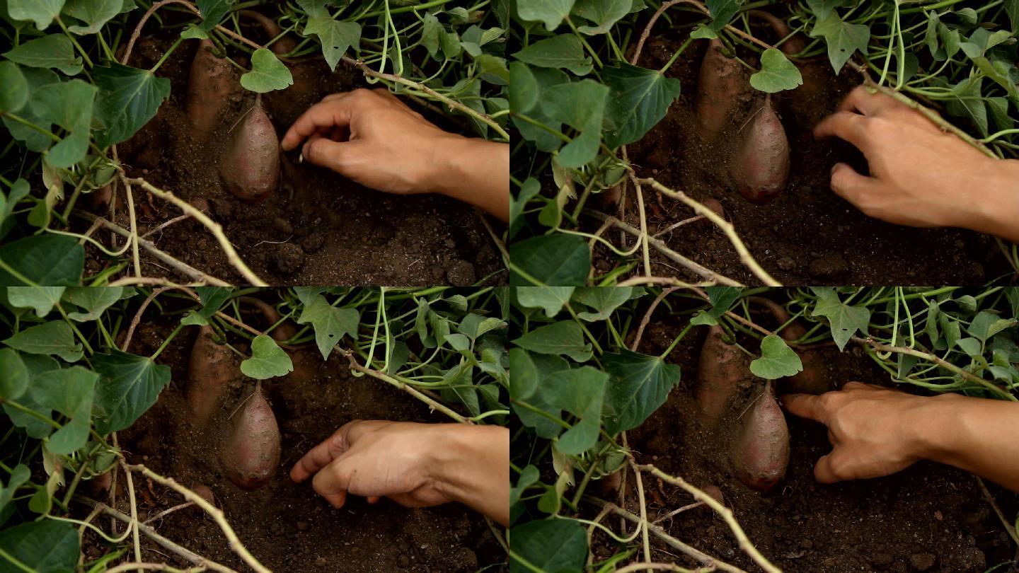 收获甘薯用手挖地瓜农民收获抛开土