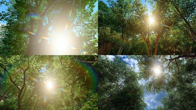 4K 清新大自然树林太阳光逆光照射