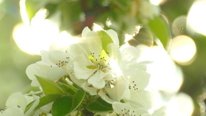 阳光透过野苹果树春天的花朵闪闪发光