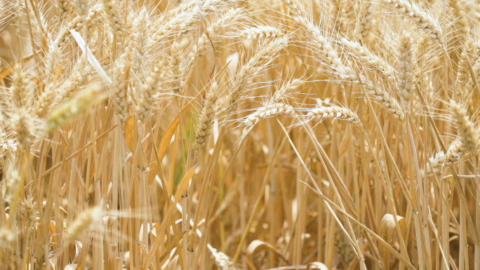 金色麦浪麦穗成熟的麦子
