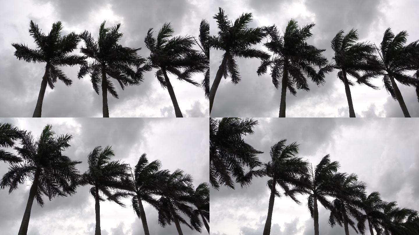 大风中的棕榈树热带椰子树海南