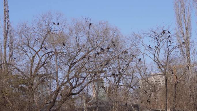 【镜头合集】枯树枝上一群乌鸦盘旋厄运