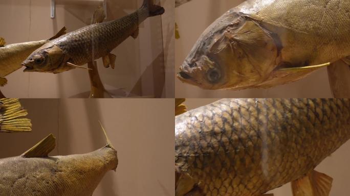 【镜头合集】鱼类标本鱼类雕塑雕像