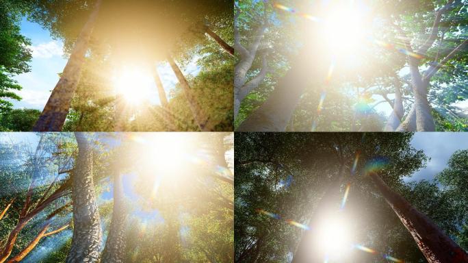 4K 金色阳光穿过森林光影变化