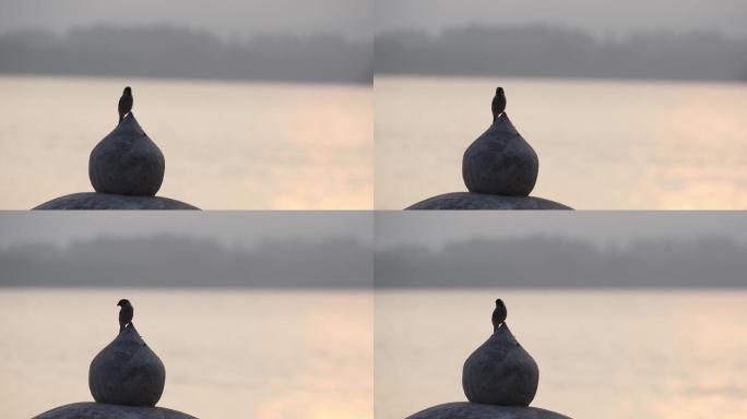 一只停在湖面灯塔尖上的小鸟