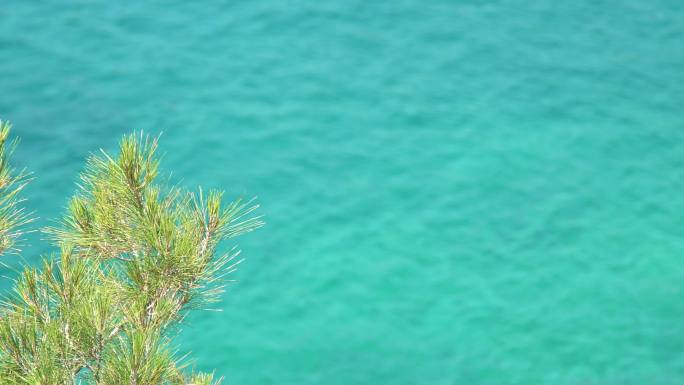 针叶树对绿松石海蓝色大海海水