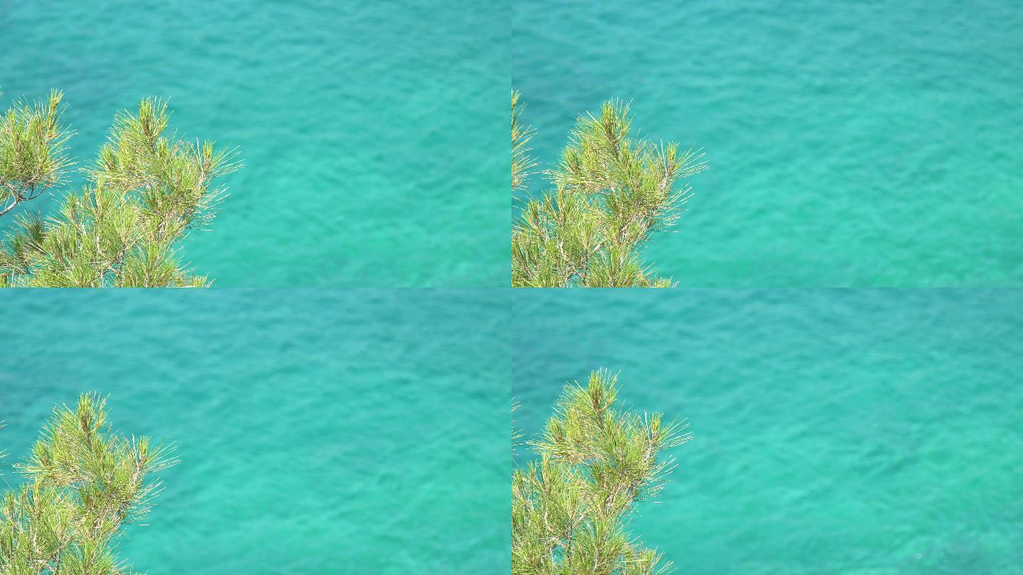 针叶树对绿松石海蓝色大海海水