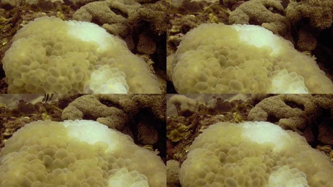 珊瑚礁上的水下漂白泡珊瑚