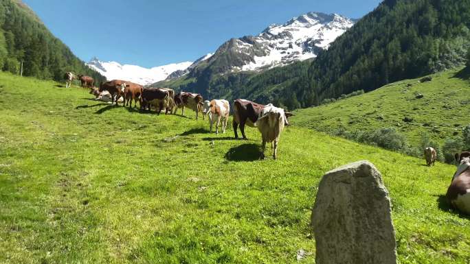 欧洲阿尔卑斯山山地牛