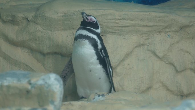 【镜头合集】南极企鹅帝王企鹅动物园水族