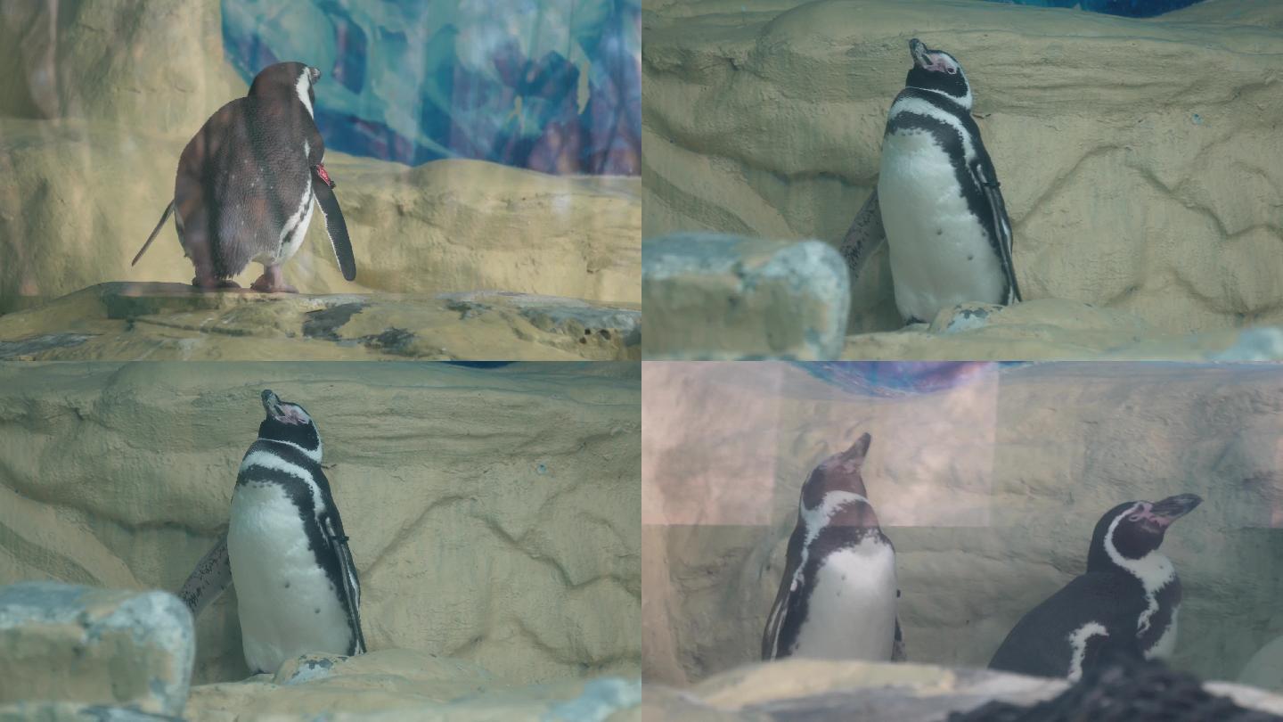 【镜头合集】南极企鹅帝王企鹅动物园水族