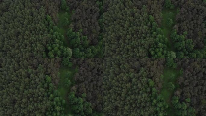 无人机航拍森林