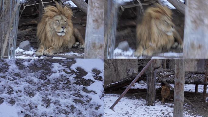 【镜头合集】狮虎山公狮子吼叫踱步