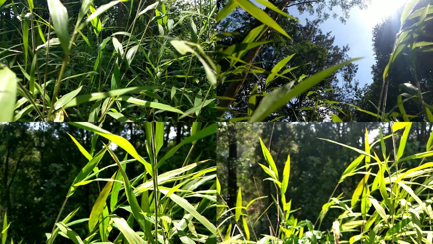 野草山风绿叶阳光夏日季节凉风树影随风摆动