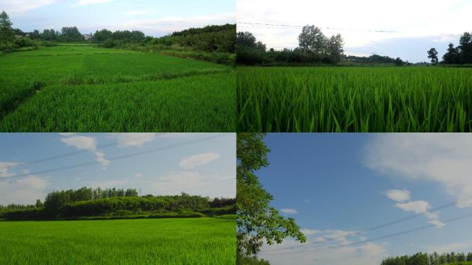 美丽的乡村的稻田
