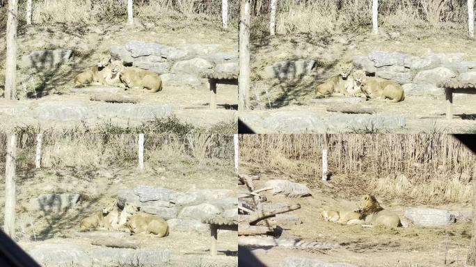 【镜头合集】野生动物园开车看狮子和老虎