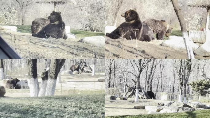 【镜头合集】野生动物园开车看棕熊